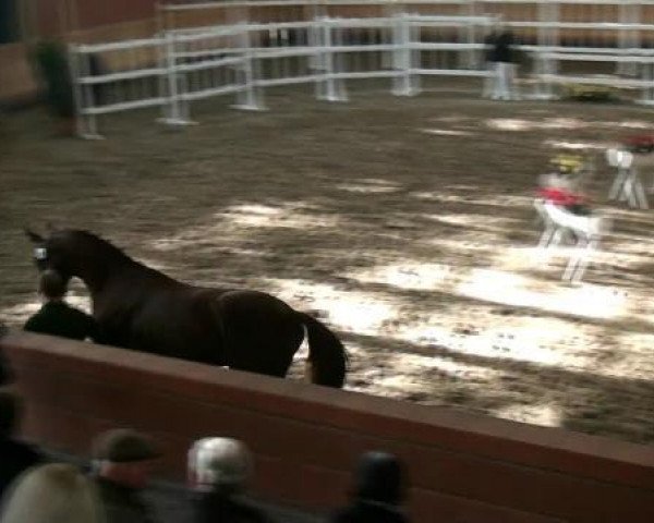 dressage horse Starlight 310 (Rhinelander, 2010, from Sir Donnerhall I)