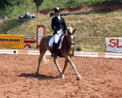 Pferd Merlin Meridian (Haflinger, 1998, von Metor)