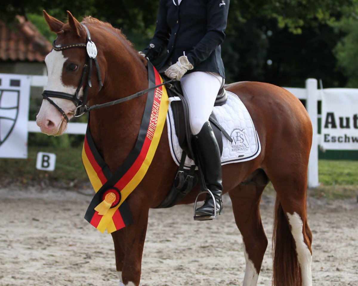stallion Djalisco J (German Riding Pony, 2009, from Mac)