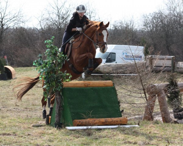jumper Monte Negro 20 (German Sport Horse, 2006, from Monte Bellini)