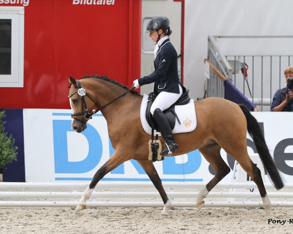 broodmare Classic Charleen J (German Riding Pony, 2008, from Classic Dancer I)
