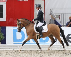 broodmare Classic Charleen J (German Riding Pony, 2008, from Classic Dancer I)