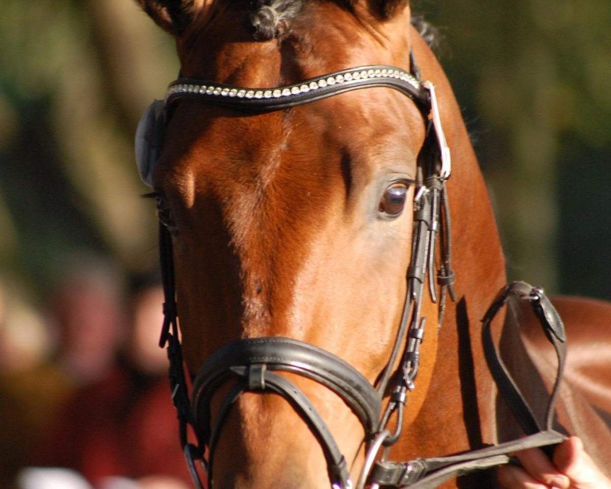 Deckhengst Kiefferhof's Imperius (Rheinländer, 2010, von Imperio 3)