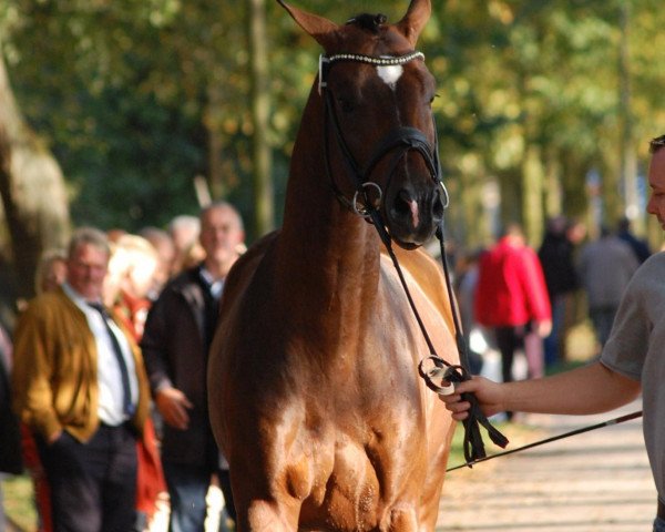 dressage horse Hengst von Sir Donnerhall I (Rhinelander, 2010, from Sir Donnerhall I)