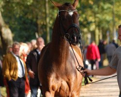 dressage horse Hengst von Sir Donnerhall I (Rhinelander, 2010, from Sir Donnerhall I)