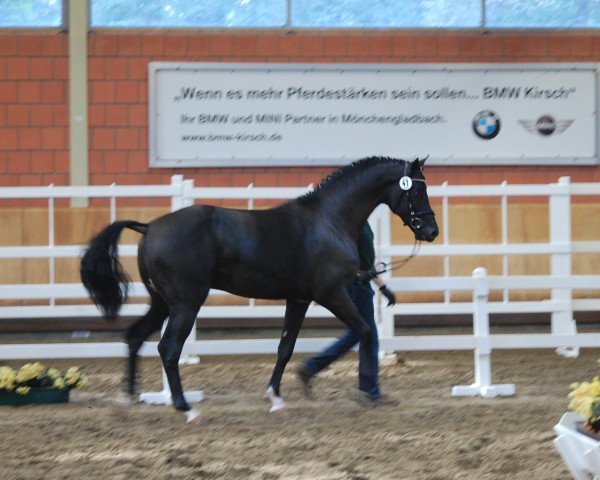 dressage horse Hengst von San Amour (Rhinelander, 2010, from San Amour I)