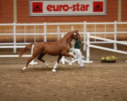 dressage horse Laredo 210 (Rhinelander, 2010, from Lord Loxley I)