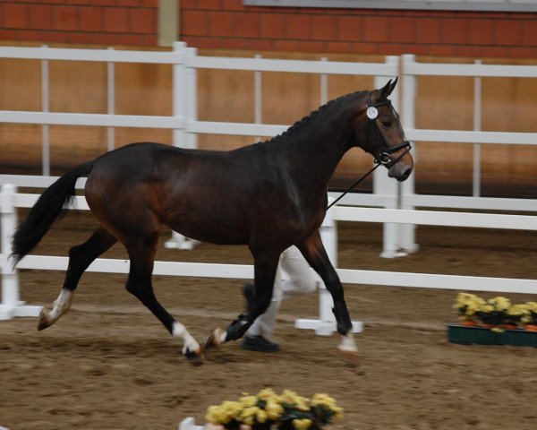 stallion Lucky Boy (Nederlands Rijpaarden en Pony, 2010, from Le Roi)