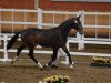 Deckhengst Lucky Boy (Nederlands Rijpaarden en Pony, 2010, von Le Roi)