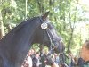 stallion Bohemian Prince (Rhinelander, 2010, from Belissimo NRW)