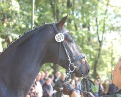 stallion Bohemian Prince (Rhinelander, 2010, from Belissimo NRW)