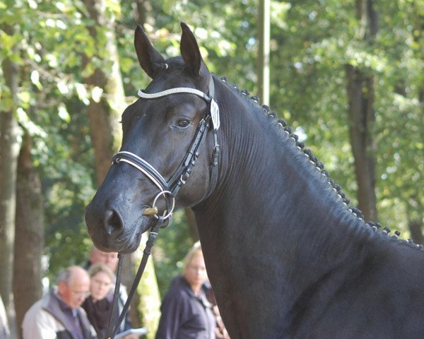 dressage horse Delicato 2 (Rhinelander, 2010, from Delamanga)