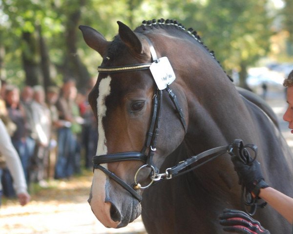 dressage horse Hengst von Ampere (Rhinelander, 2010, from Ampère)