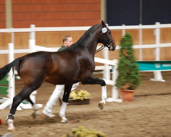 dressage horse Franjo von Falkenstein (Rhinelander, 2010, from Flatley 2)