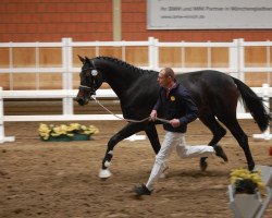 dressage horse Hengst von Don Primus (Oldenburg, 2010, from Don Primus)