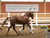 dressage horse Daiano (Rhinelander, 2010, from Delamanga)