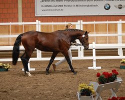 dressage horse Hengst von Aaron (Rhinelander, 2010, from Aaron)