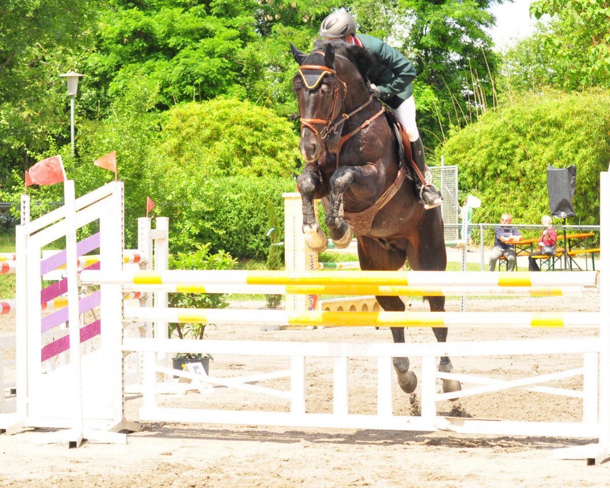 horse Encore un cauchemare (Hanoverian, 2006, from Export)