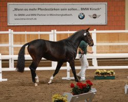 Springpferd Cygne (Rheinländer, 2010, von Cassini Boy Junior)