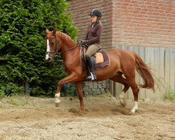 broodmare MBF Ginny Pooh (German Riding Pony, 2006, from Gospodin H)