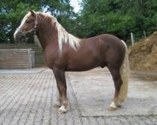 stallion Vocus (Black Forest Horse, 2007, from Vogt)