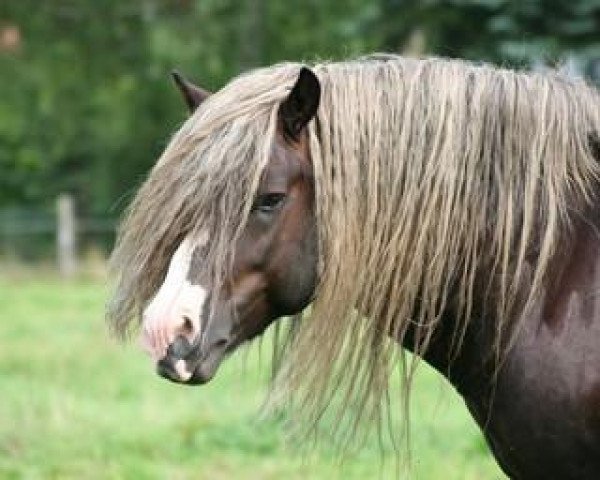 horse Melchior (Black Forest Horse, 2002, from Merlin)