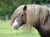 horse Melchior (Black Forest Horse, 2002, from Merlin)