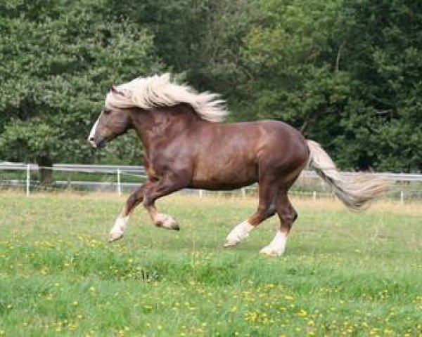 horse Weißherbst (Black Forest Horse, 2003, from Weißgerber)