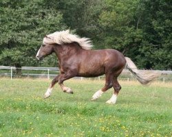 Pferd Weißherbst (Schwarzwälder Kaltblut, 2003, von Weißgerber)