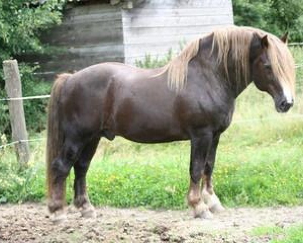 stallion Mauritius (Black Forest Horse, 1989, from Moritz)