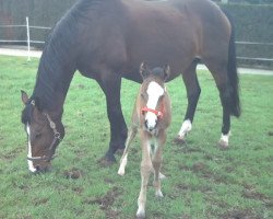 broodmare Weinrebe (Westphalian, 1992, from Weinberg)