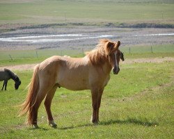 horse Lettir fra Djupadal (Iceland Horse, 2006, from Viti fra Djupadal)