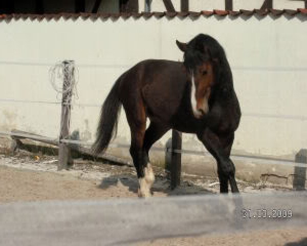 dressage horse Chequino (Hanoverian, 2006, from Chequille 2)