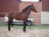 broodmare Qashqaja (Hanoverian, 2009, from FRH Quaid)