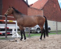 broodmare Ginger S (Westphalian, 2000, from Gralshüter)