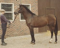 Deckhengst Bernstein (Deutsches Reitpony, 1978, von Boryko ShA)