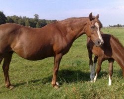 broodmare Juvena (German Riding Pony, 1984, from Bernstein)