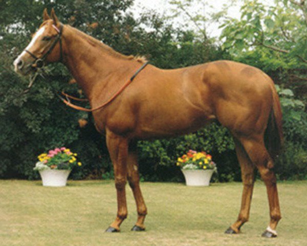 stallion Case Law xx (Thoroughbred, 1987, from Ahonoora xx)