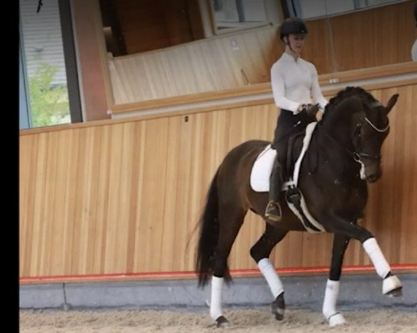 dressage horse Powerdoll (German Sport Horse, 2016, from Fürstenball)