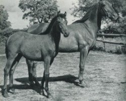 Zuchtstute Polarlicht (Trakehner, 1949, von Wilder Jaeger)