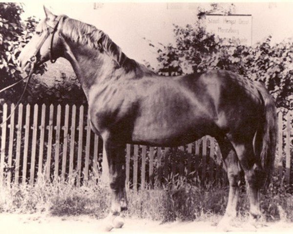 stallion Polarkreis (Trakehner, 1955, from Totilas)