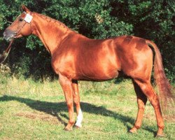 stallion Opal MO 1306 (Trakehner, 1969, from Polarkreis 1209)