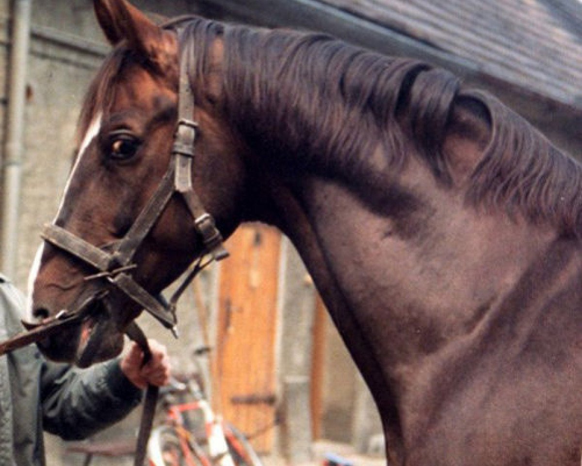 Deckhengst Antritt 2774 (Trakehner, 1982, von Opal Mo 1306)