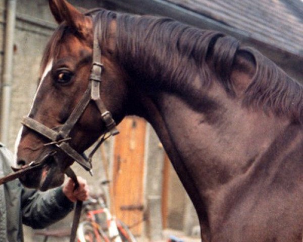 stallion Antritt (Trakehner, 1982, from Opal)