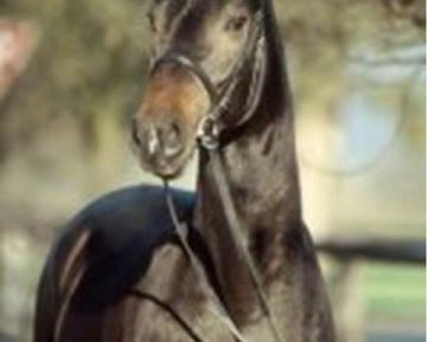 stallion Godolphin (Hanoverian, 2002, from Graf Grannus)