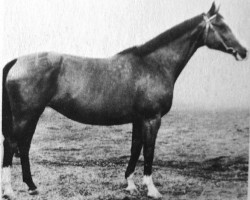 broodmare Kokette (Trakehner, 1938, from Cancara 457)