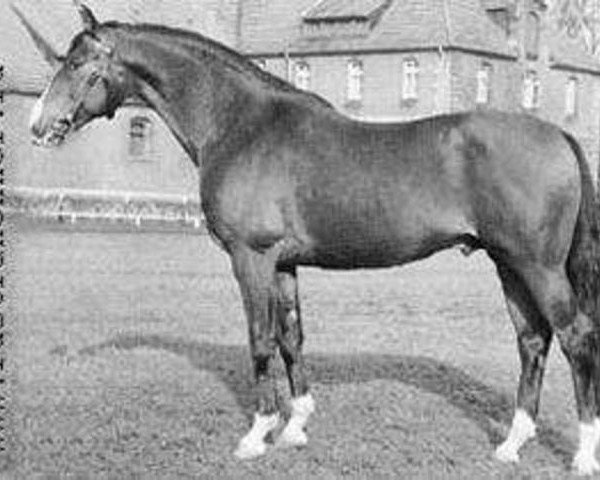 stallion Hessenstein (Trakehner, 1958, from Komet)