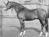 stallion Hessenstein (Trakehner, 1958, from Komet)
