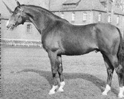 stallion Hessenstein (Trakehner, 1958, from Komet 511)