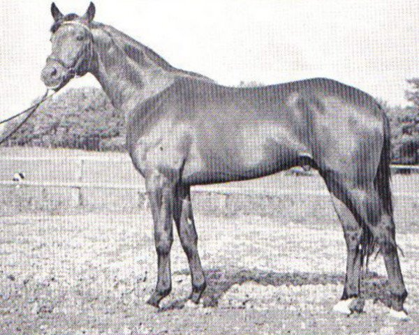 stallion Karwendelstein (Trakehner, 1967, from Hessenstein)